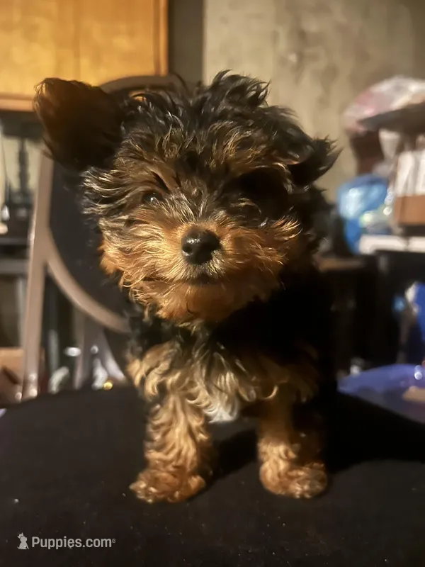 No Name – Yorkshire Terrier puppy for sale in Burbank, IL