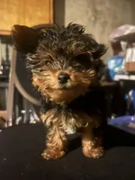 No Name, a female Yorkshire Terrier for sale in Burbank, IL – Photo 1 of 2