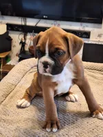 Pearl, a female Boxer for sale in Ridgeville, IN – 4 of 5