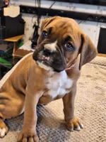 Dixie, a female Boxer for sale in Ridgeville, IN – 3 of 5