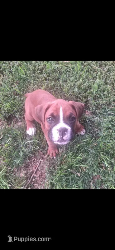 Pearl – Boxer puppy for sale in Ridgeville, IN