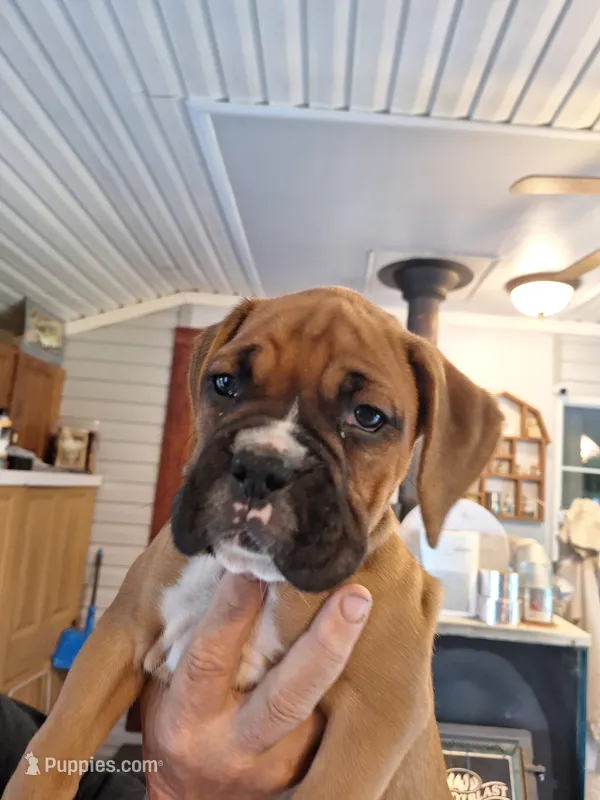 Dixie, a female Boxer for sale in Ridgeville, IN – 1 of 10
