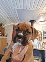 Dixie, a female Boxer for sale in Ridgeville, IN – 1 of 10