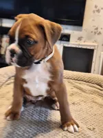 Pearl, a female Boxer for sale in Ridgeville, IN – 5 of 5