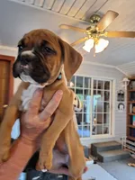 Dixie, a female Boxer for sale in Ridgeville, IN – 5 of 10