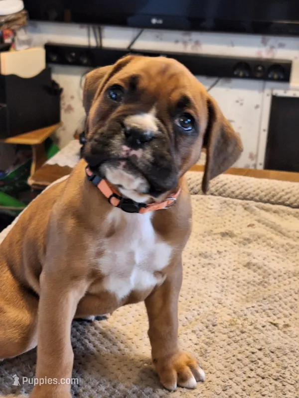 Dixie – Boxer puppy for sale in Ridgeville, IN