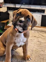 Dixie, a female Boxer for sale in Ridgeville, IN – 1 of 5