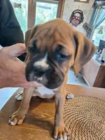 Dixie, a female Boxer for sale in Ridgeville, IN – 2 of 10