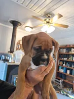 Dixie, a female Boxer for sale in Ridgeville, IN – 4 of 10