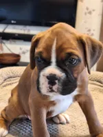 Pearl, a female Boxer for sale in Ridgeville, IN – 3 of 5