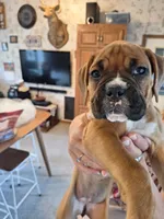 Dixie, a female Boxer for sale in Ridgeville, IN – 3 of 10