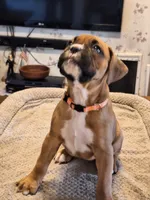 Dixie, a female Boxer for sale in Ridgeville, IN – 5 of 5