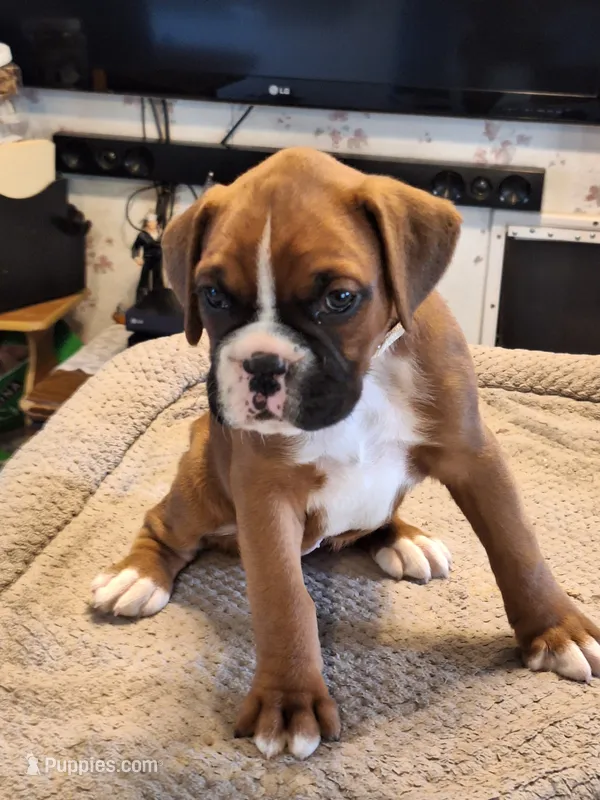 Pearl – Boxer puppy for sale in Ridgeville, IN
