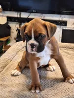 Pearl, a female Boxer for sale in Ridgeville, IN – 1 of 5