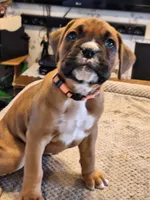 Dixie, a female Boxer for sale in Ridgeville, IN – 4 of 5