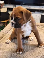 Pearl, a female Boxer for sale in Ridgeville, IN – 2 of 5