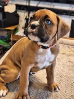 Dixie, a female Boxer for sale in Ridgeville, IN – 2 of 5