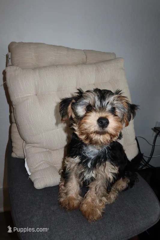 Boy  – Yorkshire Terrier puppy for sale in Orlando, FL