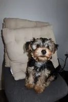 Boy , a male Yorkshire Terrier for sale in Orlando, FL – 1 of 1