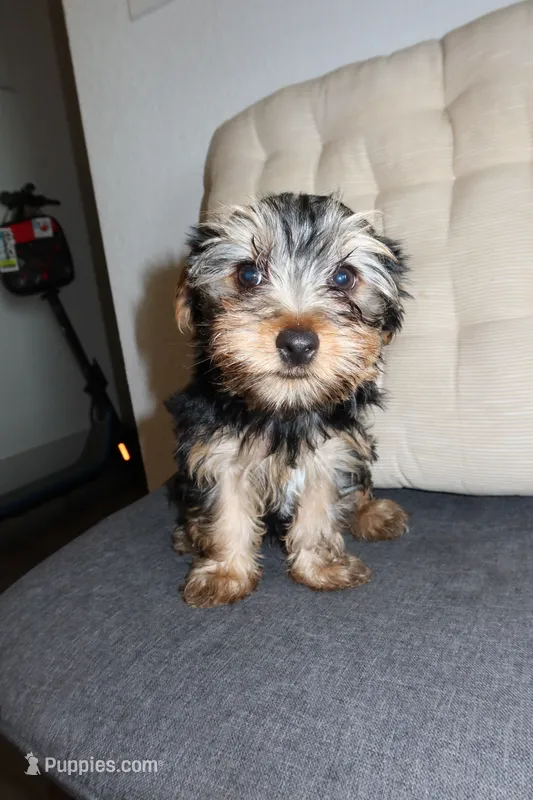 Nn – Yorkshire Terrier puppy for sale in Orlando, FL