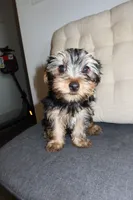 Nn, a female Yorkshire Terrier for sale in Orlando, FL – 1 of 2