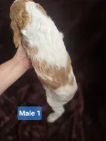 Brittanys, a male Brittany for sale in Midway, GA – Photo 9 of 10