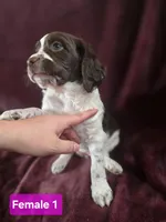 Brittanys, a male Brittany for sale in Midway, GA – Photo 1 of 10