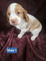 Brittanys, a male Brittany for sale in Midway, GA – Photo 8 of 10