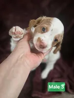 Brittanys, a male Brittany for sale in Midway, GA – Photo 5 of 10