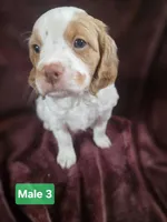 Brittanys, a male Brittany for sale in Midway, GA – Photo 6 of 10