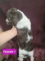 Brittanys, a male Brittany for sale in Midway, GA – Photo 10 of 10