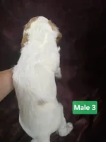 Brittanys, a male Brittany for sale in Midway, GA – Photo 4 of 10