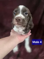 Brittanys, a male Brittany for sale in Midway, GA – Photo 3 of 10