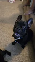 Buddie, a male French Bulldog for sale in Garner, NC – 6 of 6