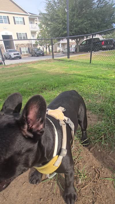 Bella, a male French Bulldog for sale in Garner, NC – 9 of 9