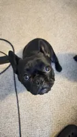 Buddie, a male French Bulldog for sale in Garner, NC – 4 of 6