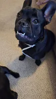 Buddie, a male French Bulldog for sale in Garner, NC – 3 of 6