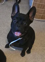Buddie, a male French Bulldog for sale in Garner, NC – 2 of 6