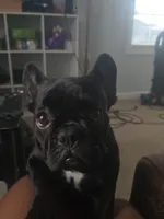 Buddie & Bella, a male French Bulldog for sale in Garner, NC – 8 of 8