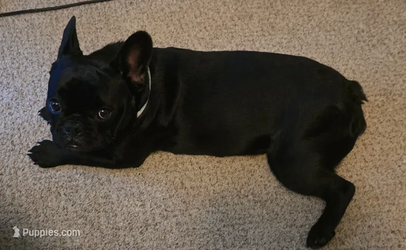 Buddie – French Bulldog puppy for sale in Garner, NC