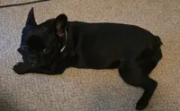 Buddie, a male French Bulldog for sale in Garner, NC – 1 of 6