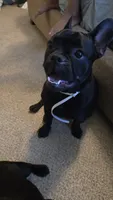 Buddie, a male French Bulldog for sale in Garner, NC – 5 of 6