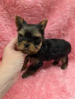 Ch Sired Boy, a male Yorkshire Terrier for sale in Ellington, MO – 1 of 2