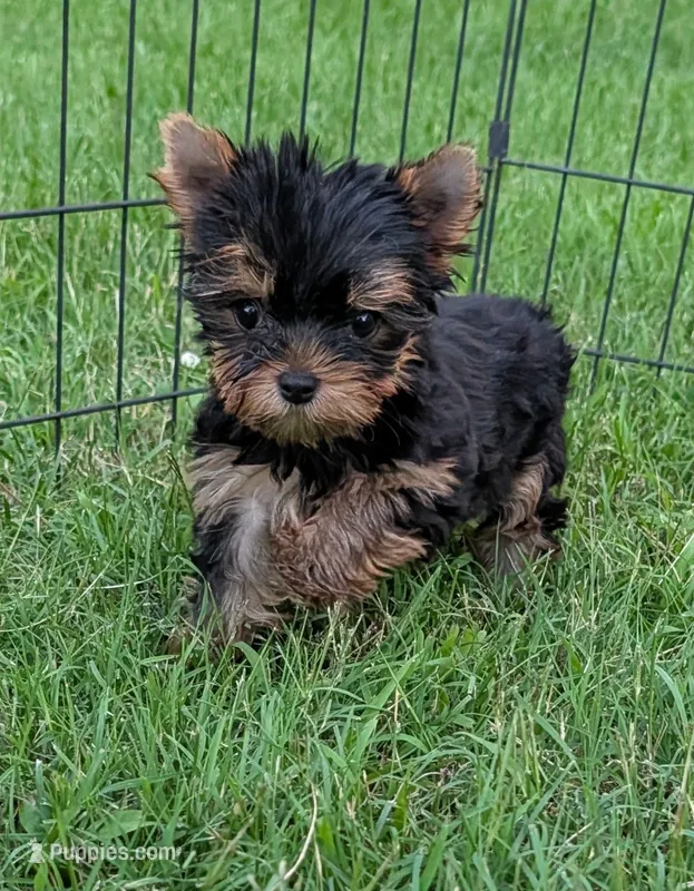 Ch Sired Boy – Yorkshire Terrier puppy for sale in Ellington, MO