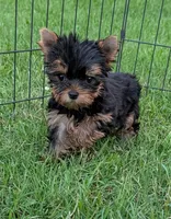 Ch Sired Boy, a male Yorkshire Terrier for sale in Ellington, MO – 1 of 7