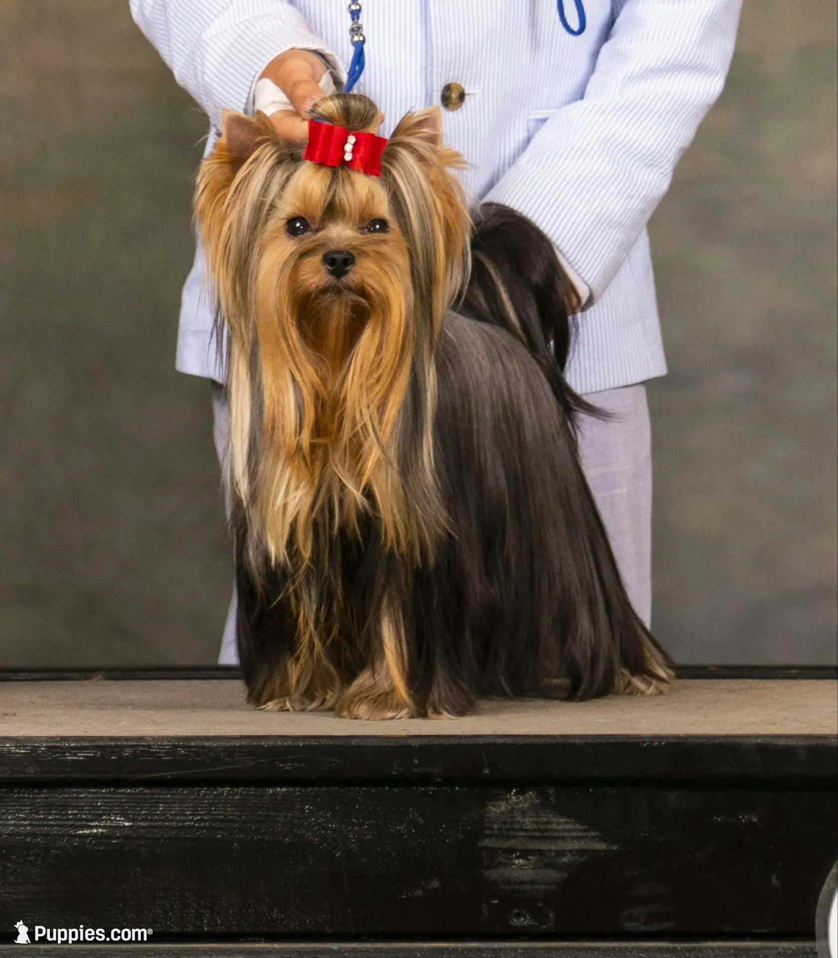 Ch Sired Boy – Yorkshire Terrier puppy for sale in Ellington, MO