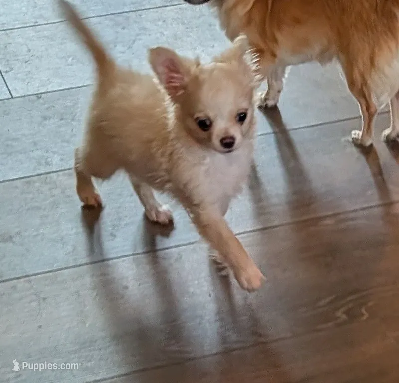 Long Coat Boy – Chihuahua puppy for sale in Ellington, MO