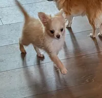 Long Coat Boy, a male Chihuahua for sale in Ellington, MO – 1 of 6