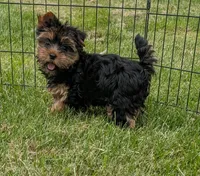 Bella, a female Yorkshire Terrier for sale in Ellington, MO – 2 of 3