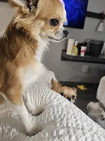 Prince - Long Coat, a male Chihuahua for sale in Ellington, MO – Photo 3 of 3